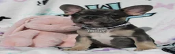 French Bulldog dogs for sale: Oliver - Ad 1