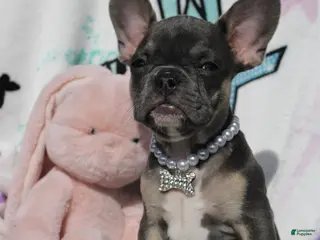 French Bulldog dogs Oliver - Ad 7