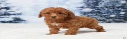 Toy Poodle dogs for sale: Angel - Ad 5
