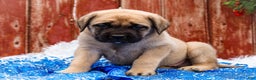 English Mastiff dogs for sale: Zeke - Ad 6