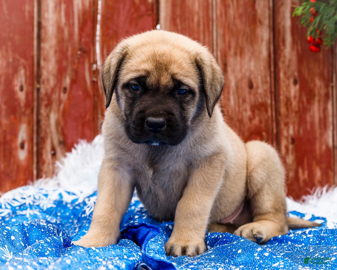 English Mastiff dogs for sale: Zeke - Ad 6