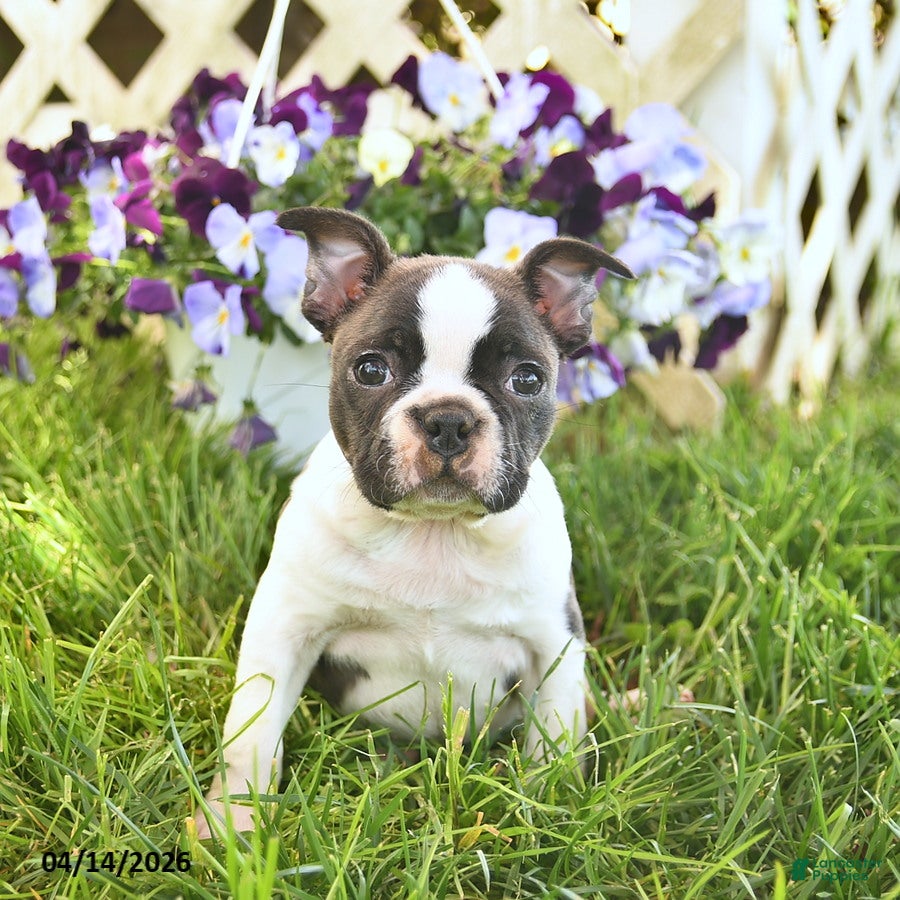 Boston Terrier dogs Bailey  - Ad 1