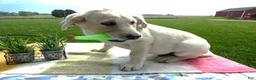 Labrador Retriever dogs for sale: Labrador Retriever 2 Hyland - Ad 4