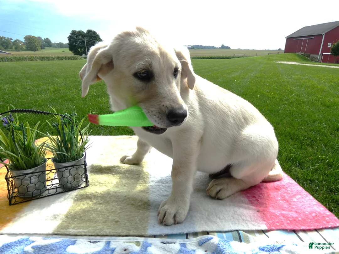 Labrador Retriever dogs for sale: Labrador Retriever 2 Hyland - Ad 4