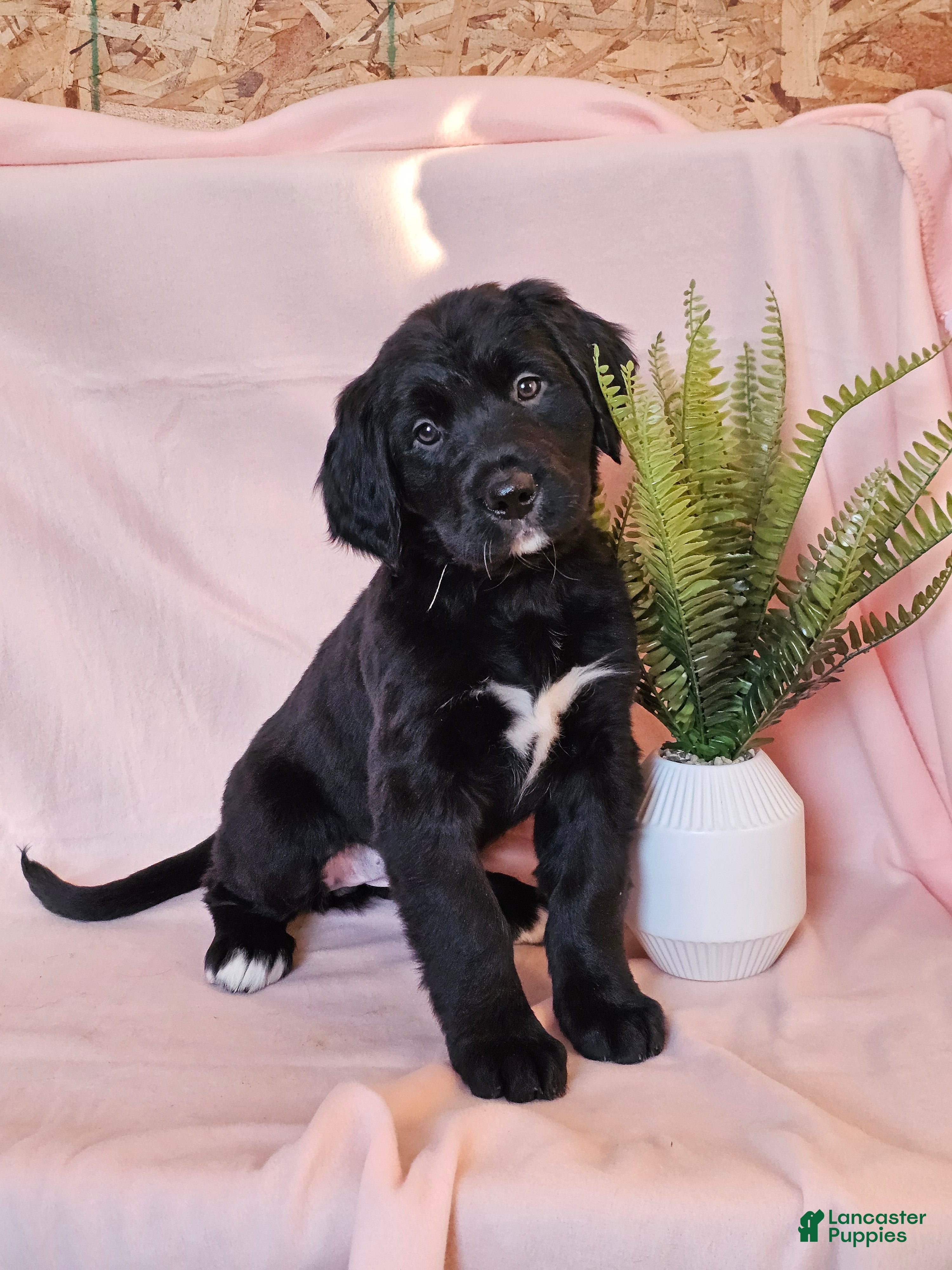 Mixed Breed dogs Misty - Ad 9