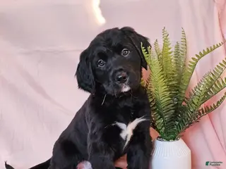 Mixed Breed dogs Misty - Ad 9