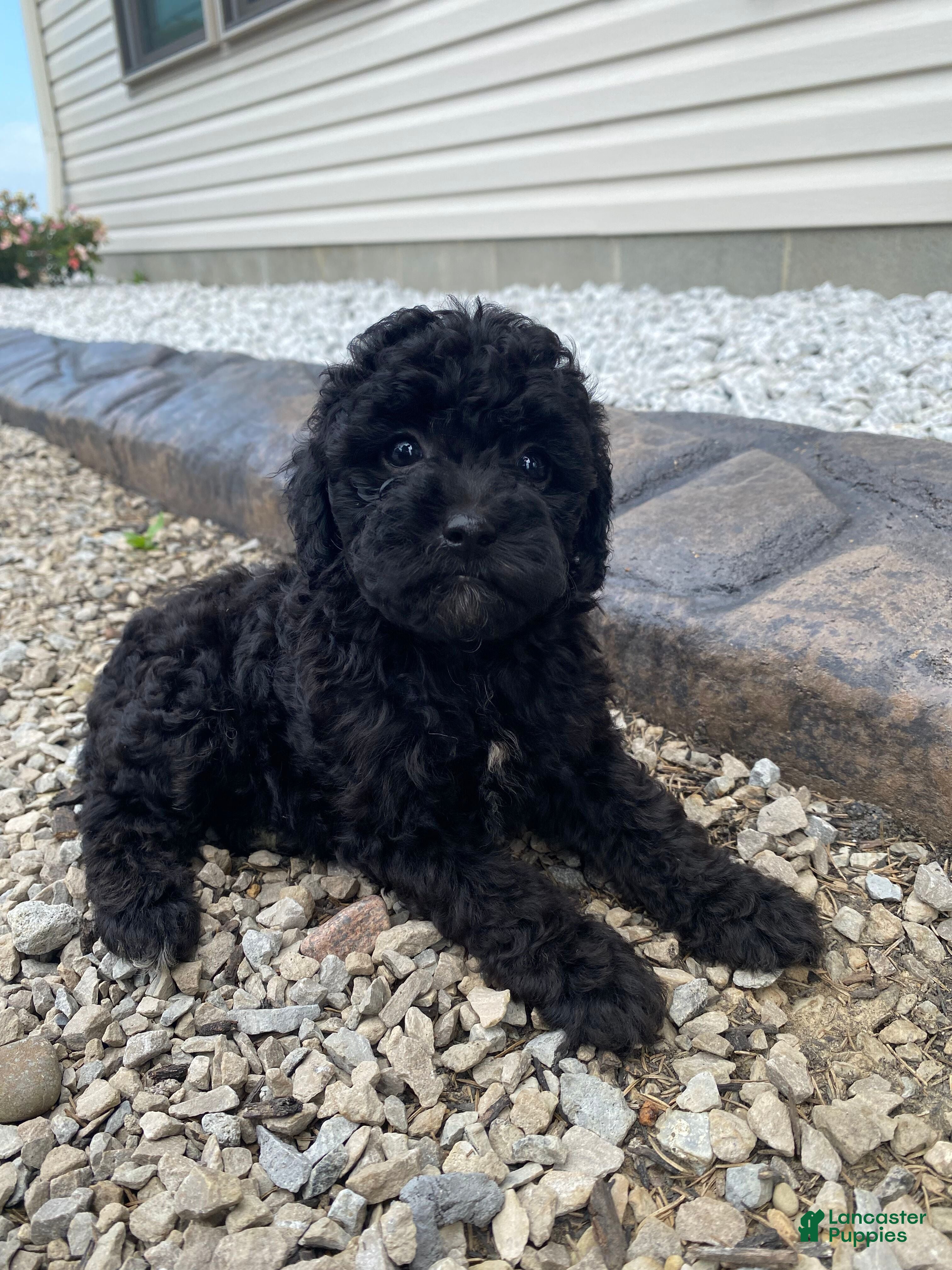 Miniature Poodle dogs Nokia - Ad 1