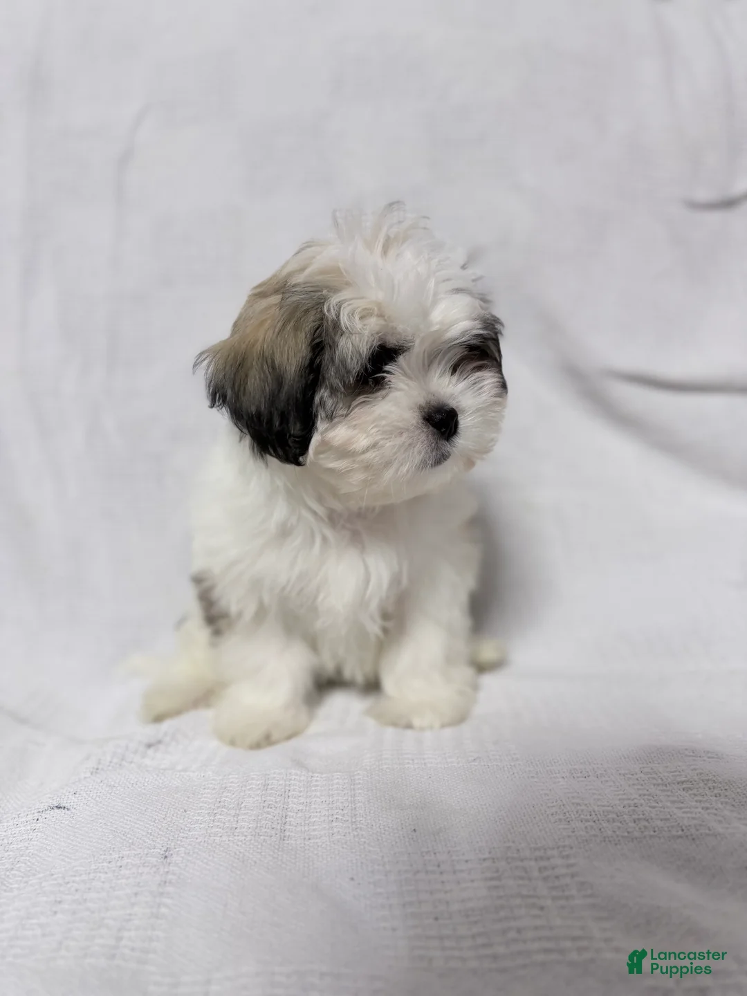 Malshi dogs for sale: Snoopy - Ad 1