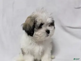 Malshi dogs Snoopy - Ad 20