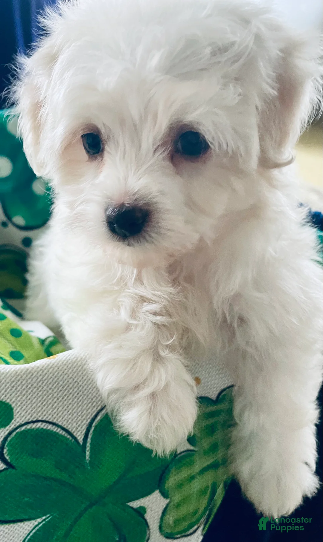 Havanese dogs for sale: Snow white - Ad 1