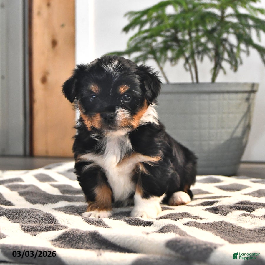 Mixed Breed dogs Jaxon - Ad 1