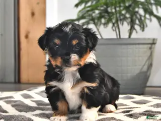 Mixed Breed dogs for sale: Jaxon - Ad 3