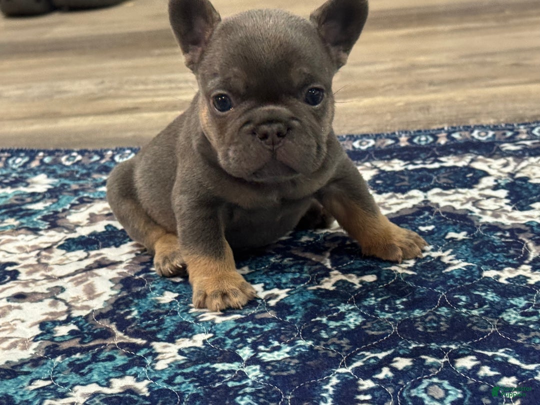 French Bulldog dogs for sale: French Bulldog Puppy 1 - Ad 6