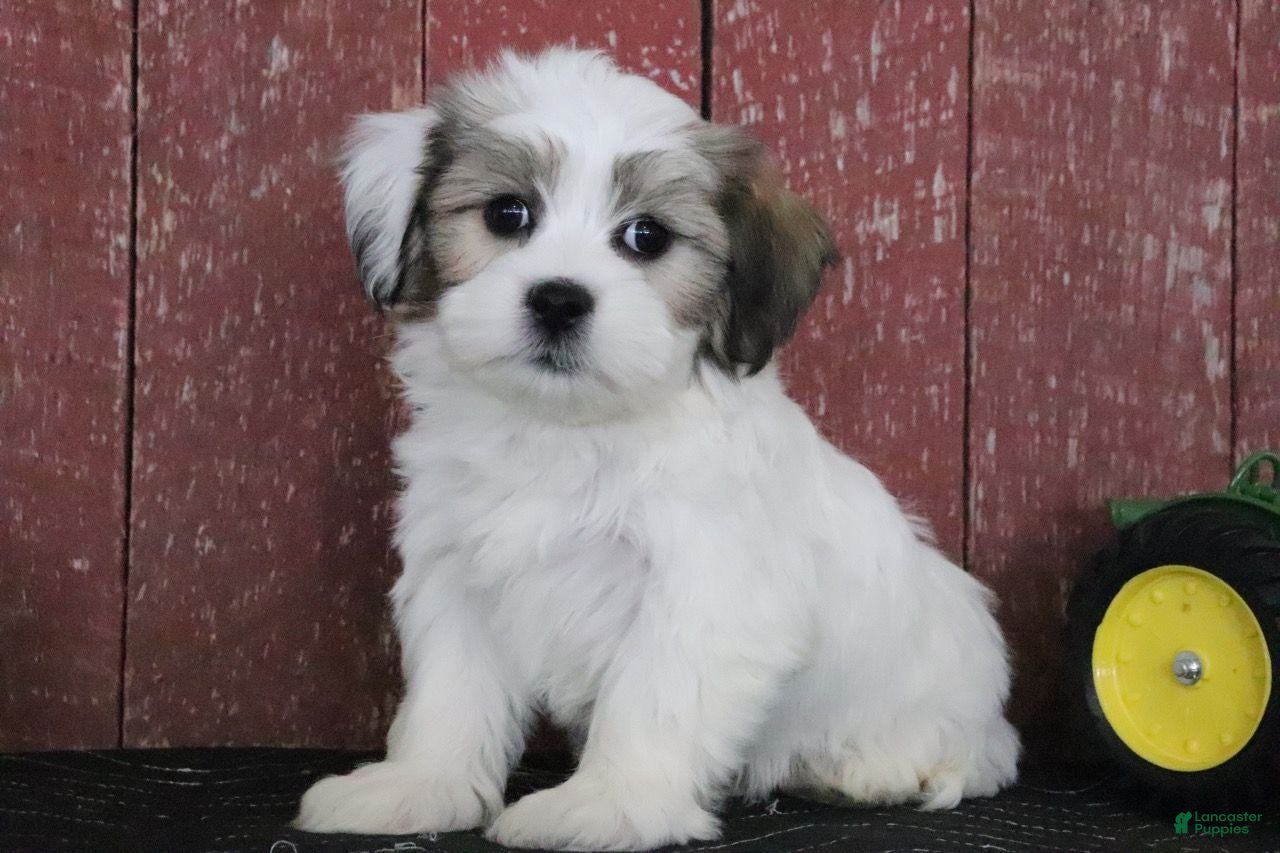 Teddy Bear dogs Lucinda - Ad 35