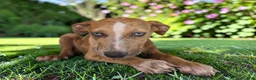 Catahoula Leopard Dog dogs for sale: Tigger 2026 Female 1 - Ad 8