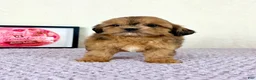 Shihpoo dogs for sale: Gretchen - Ad 18