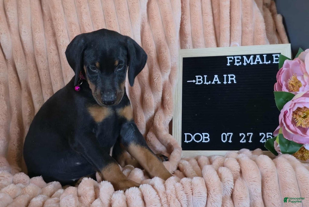 Doberman Pinscher litter of puppies for sale in Albany
