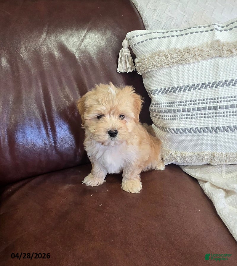 Mixed Breed dogs Caramel - Ad 2