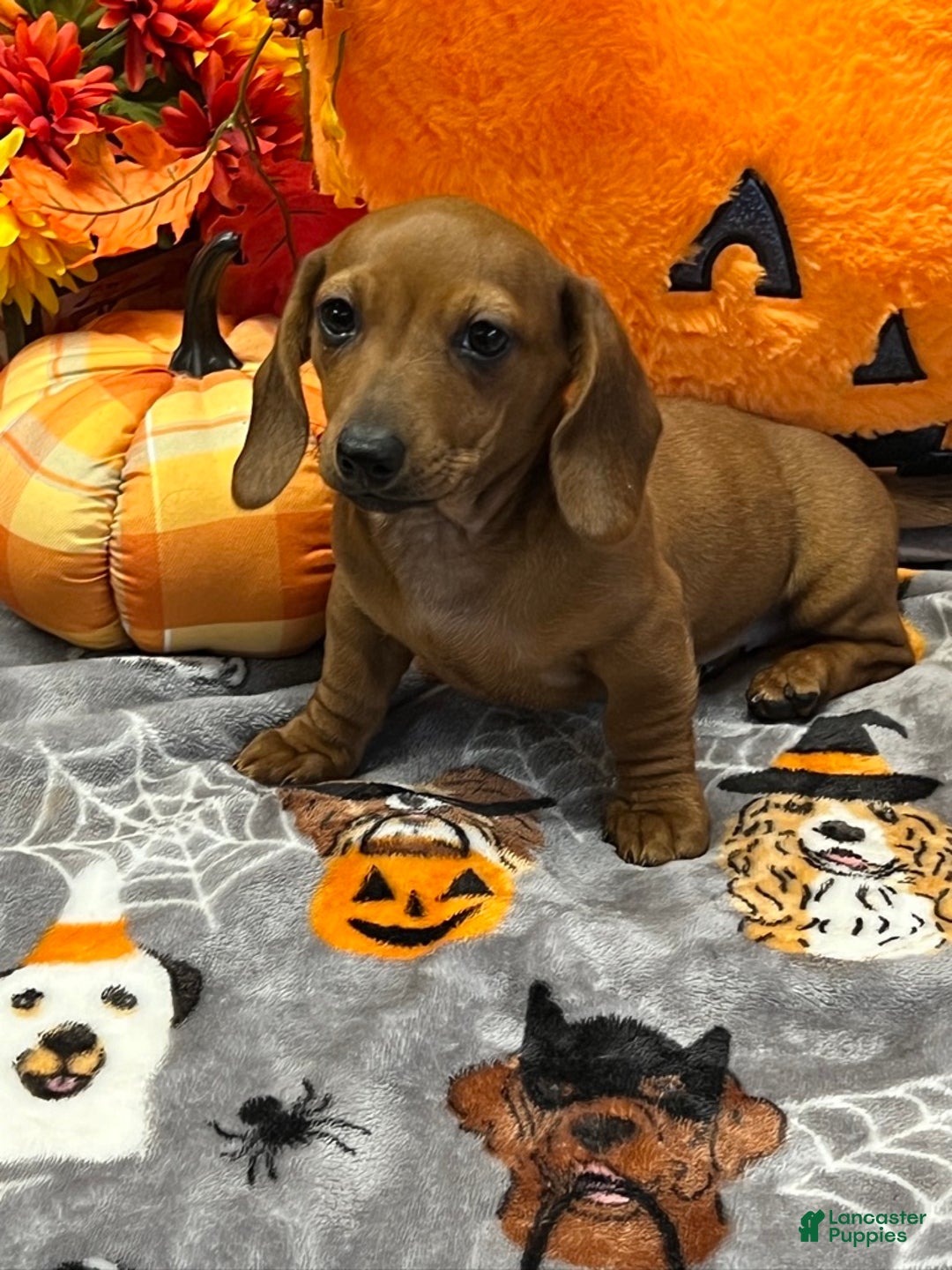 Dachshund dogs for sale: Sara - Ad 2
