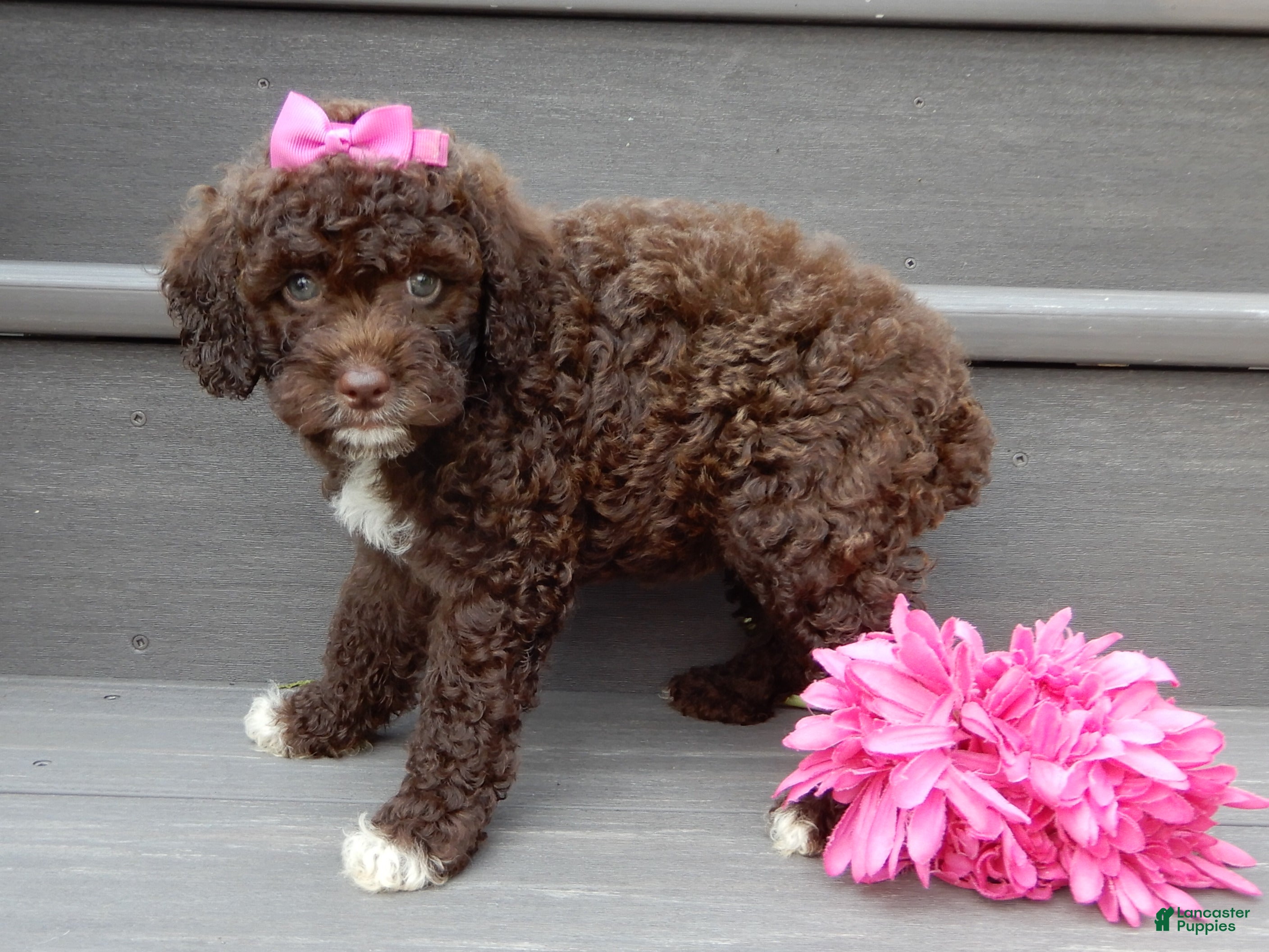 Cockapoo dogs Amie - Ad 2