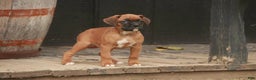 Boxer dogs for sale: Hazel - Ad 4