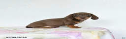 Miniature Dachshund dogs for sale: Ruby - Ad 4