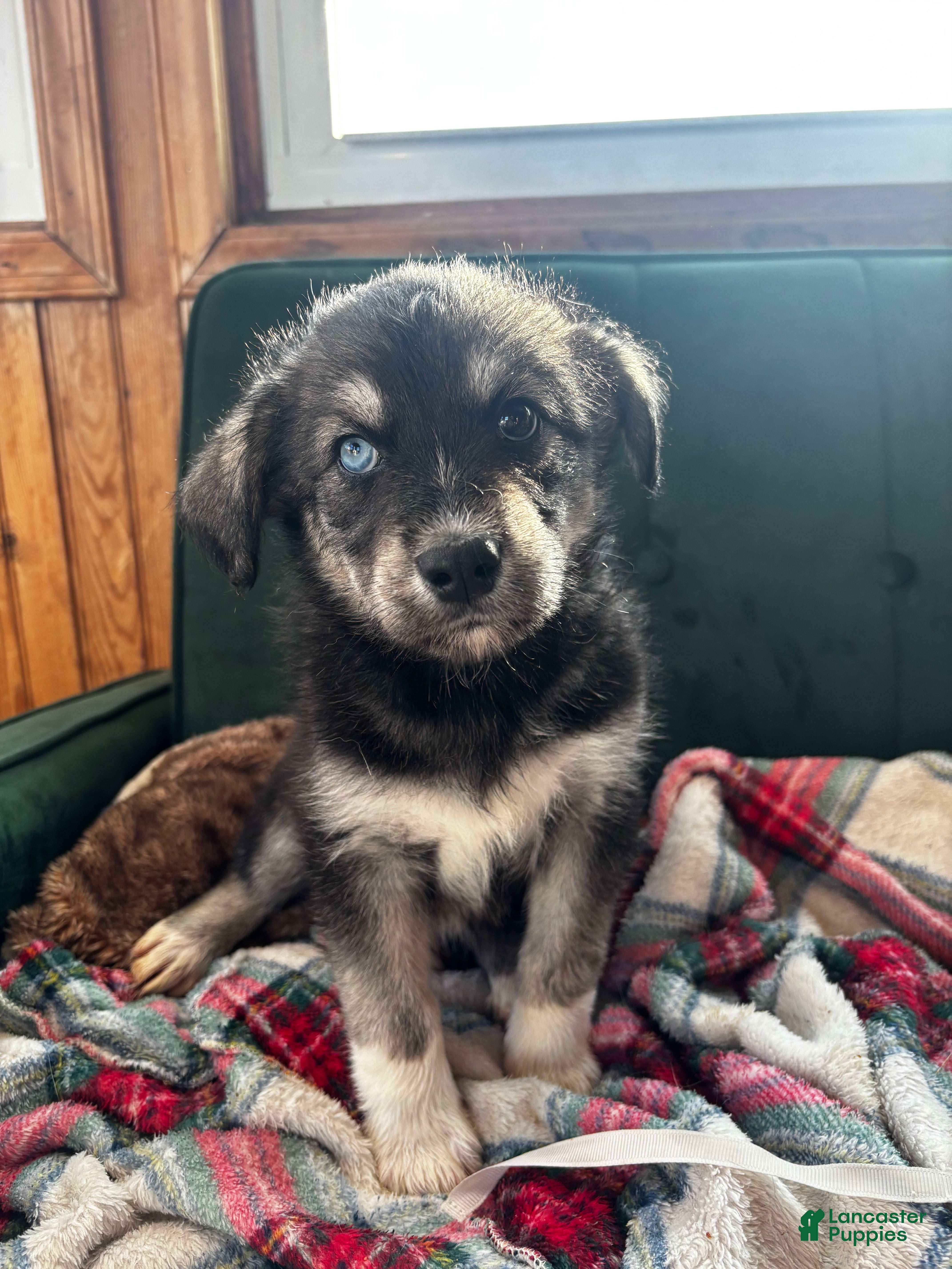 Huskipoo dogs Ducky - Ad 1