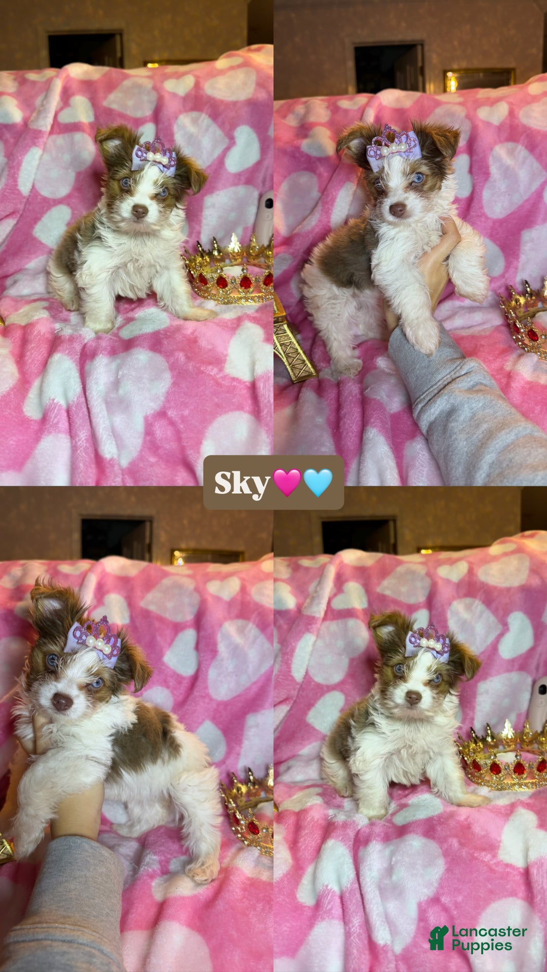 Yorkshire Terrier dogs for sale: Yorkshire Terrier Puppy 3 - Ad 1