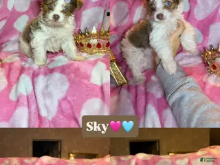 Yorkshire Terrier dogs Yorkshire Terrier Puppy 3 - Ad 15