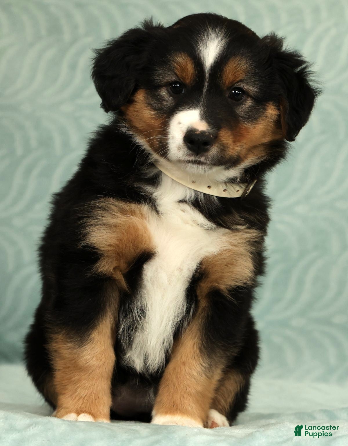Australian Shepherd dogs for sale: Willow - Ad 2