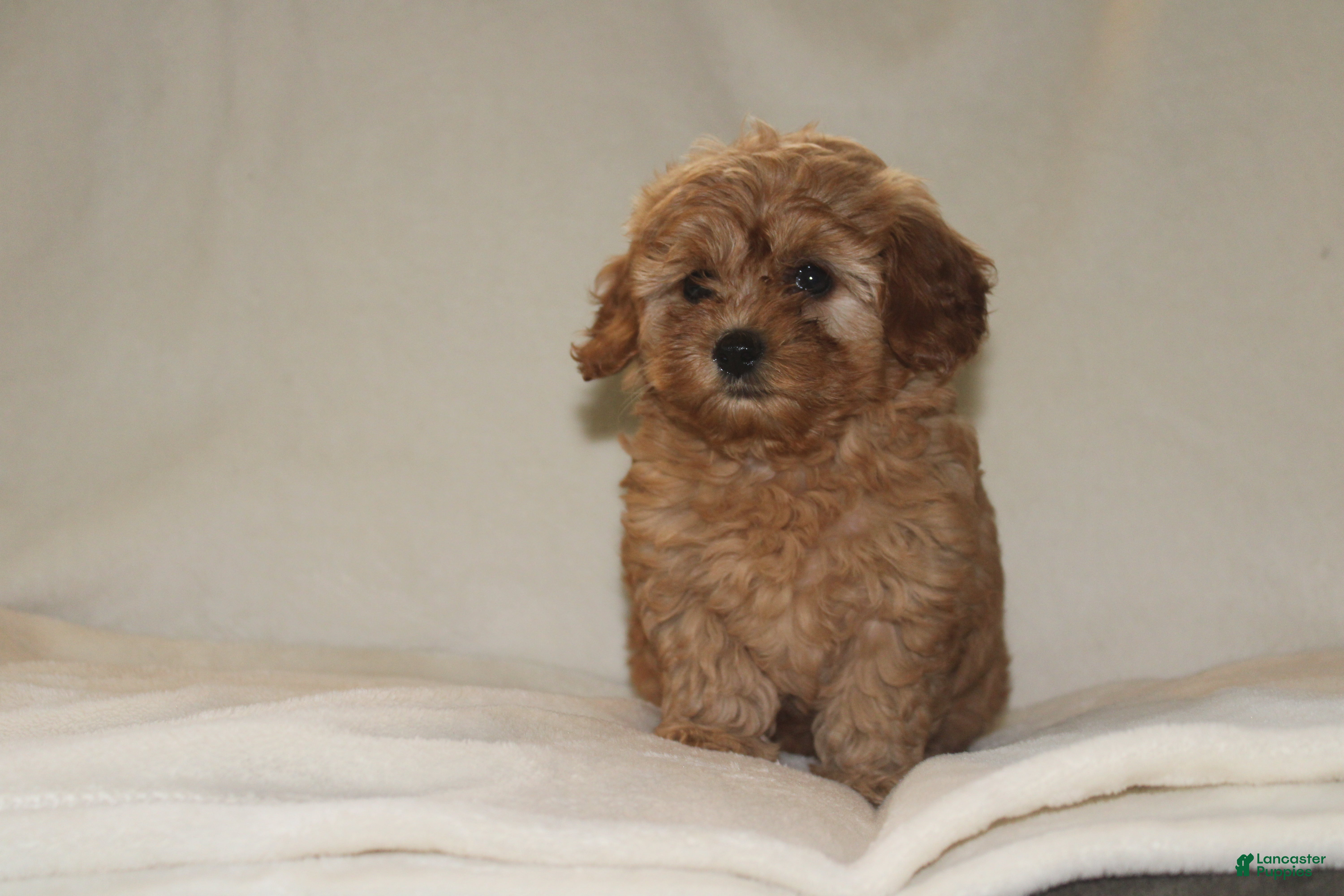 Cavapoo dogs Max - Ad 2