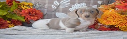 Dachshund dogs for sale: Angus - Ad 5