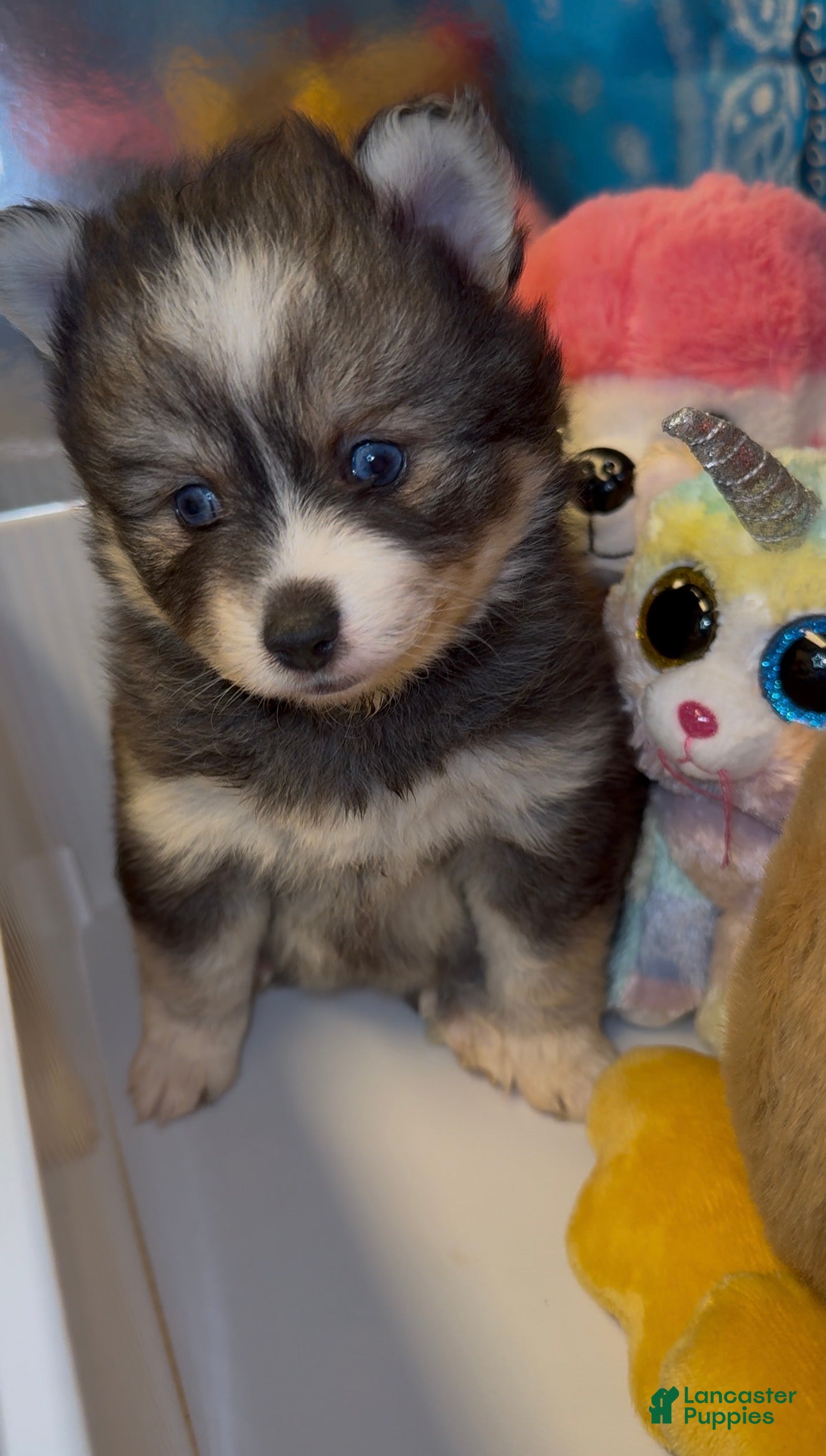 Pomsky dogs for sale: Pomsky 3 - Ad 1