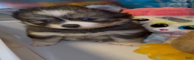 Pomsky 3