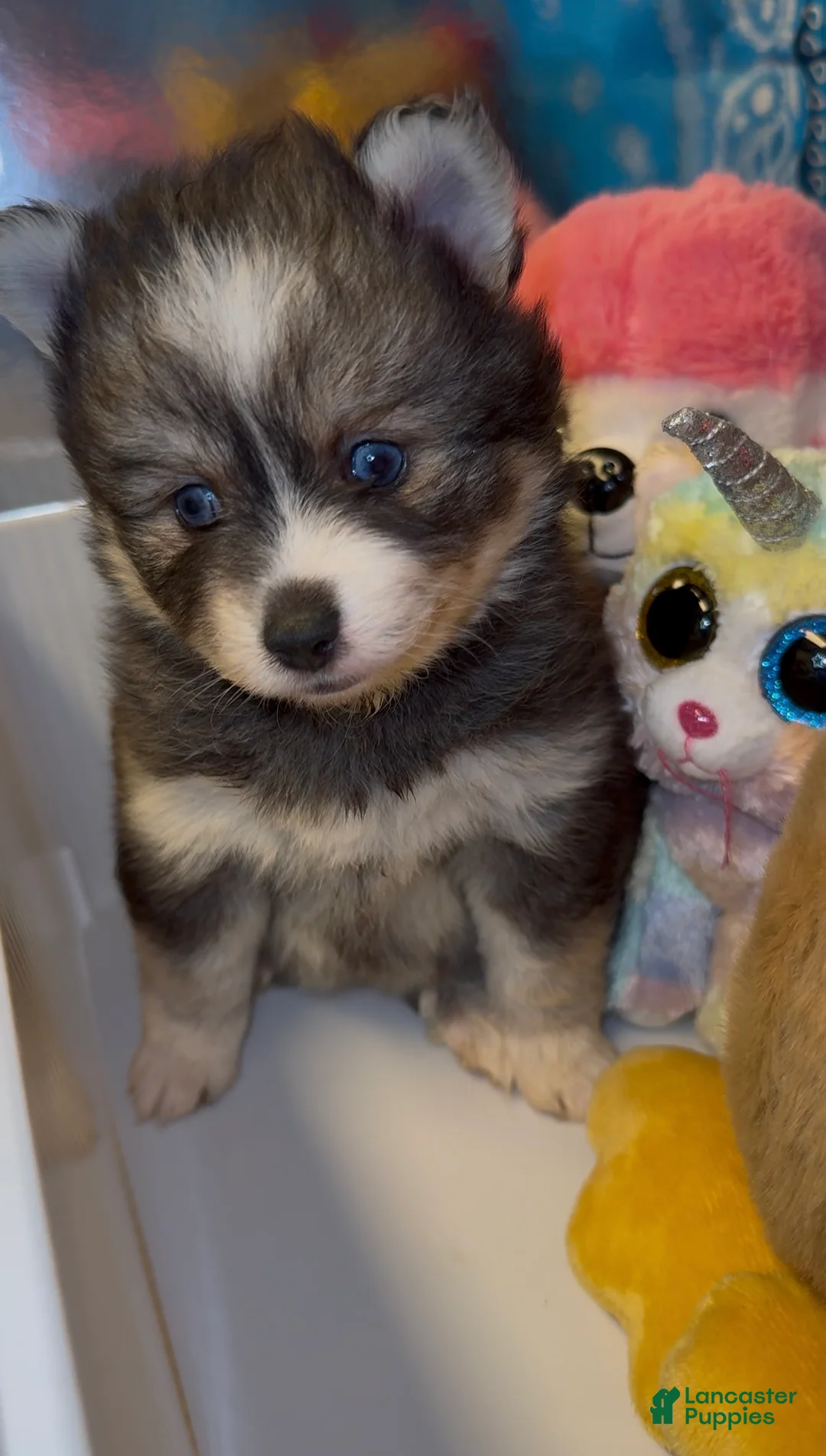 Pomsky dogs for sale: Pomsky 3 - Ad 1