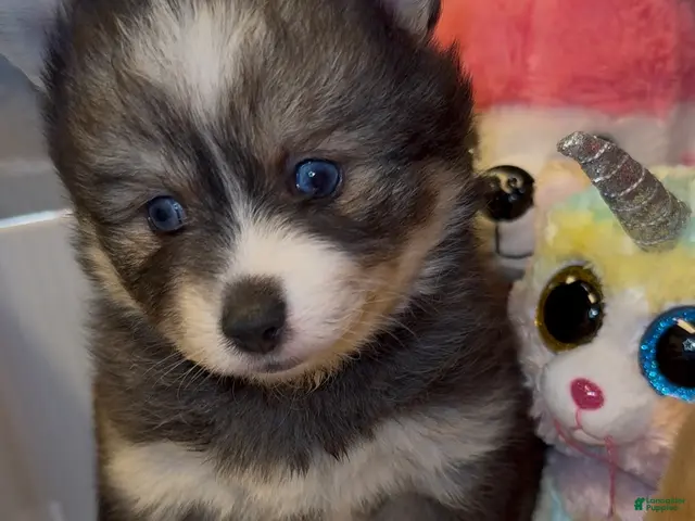 Pomsky dogs for sale: Pomsky 3 - Ad 19