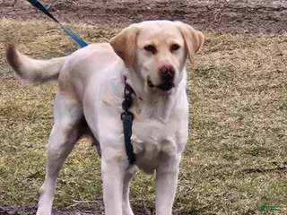 Labrador Retriever dogs Labrador Retriever Puppy 1 - Ad 15