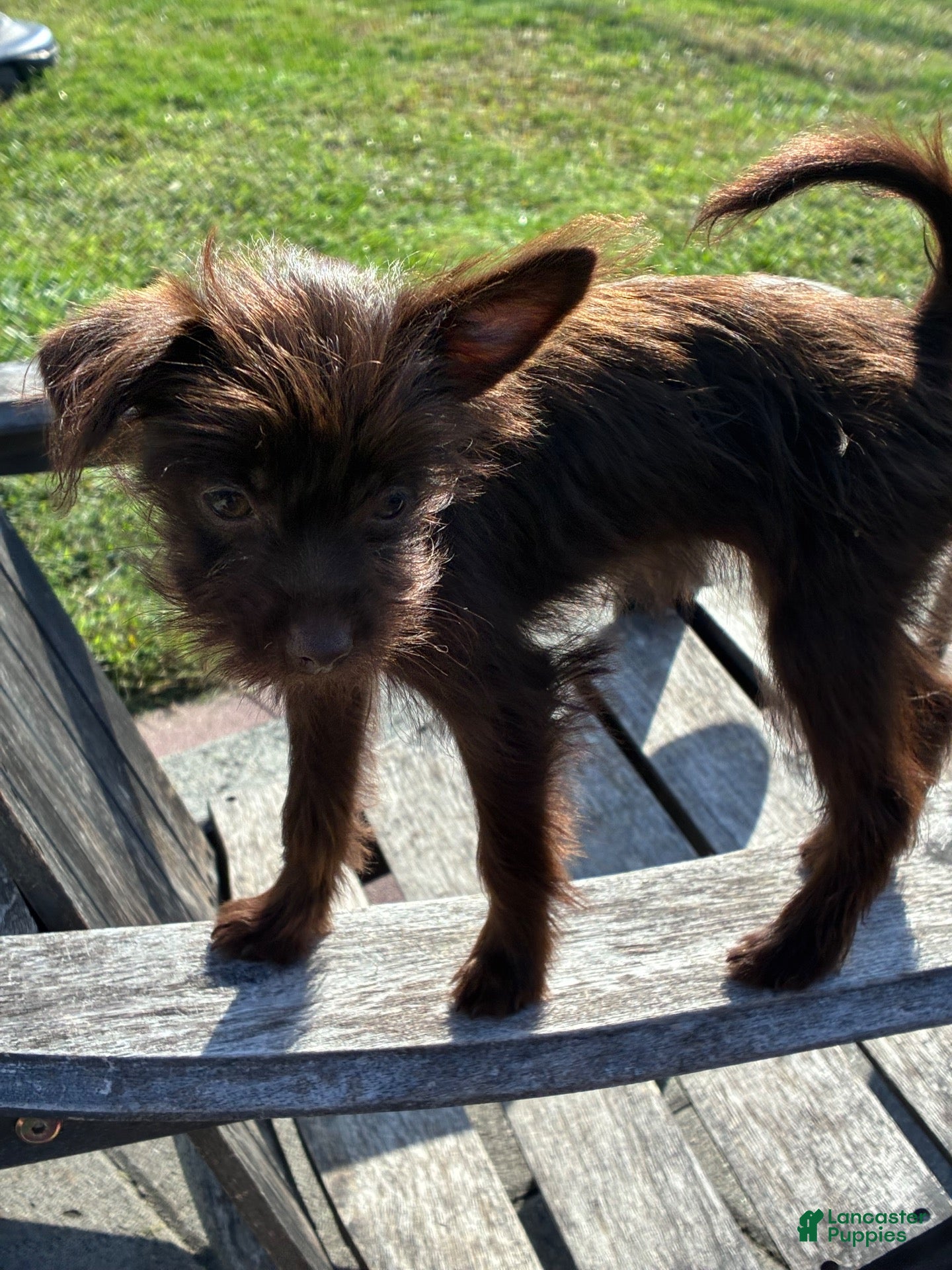 Yorkiepoo dogs Yorkiepoo 3 - Ad 2