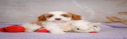 Cavapoo dogs for sale: Layla - Ad 4