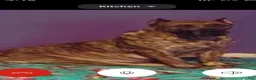 Presa Canario dogs for sale: Presa Canario 3 - Ad 4