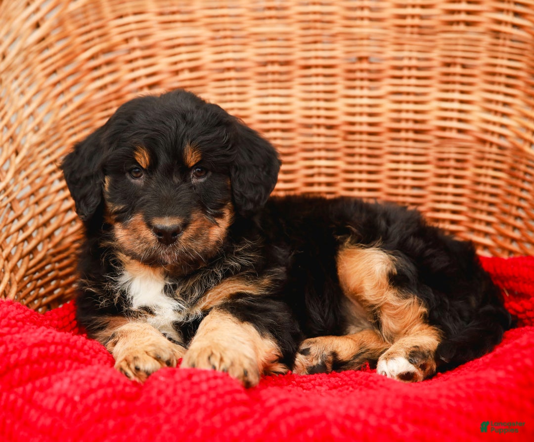 Aussiedoodle dogs for sale: Renae Standard - Ad 5