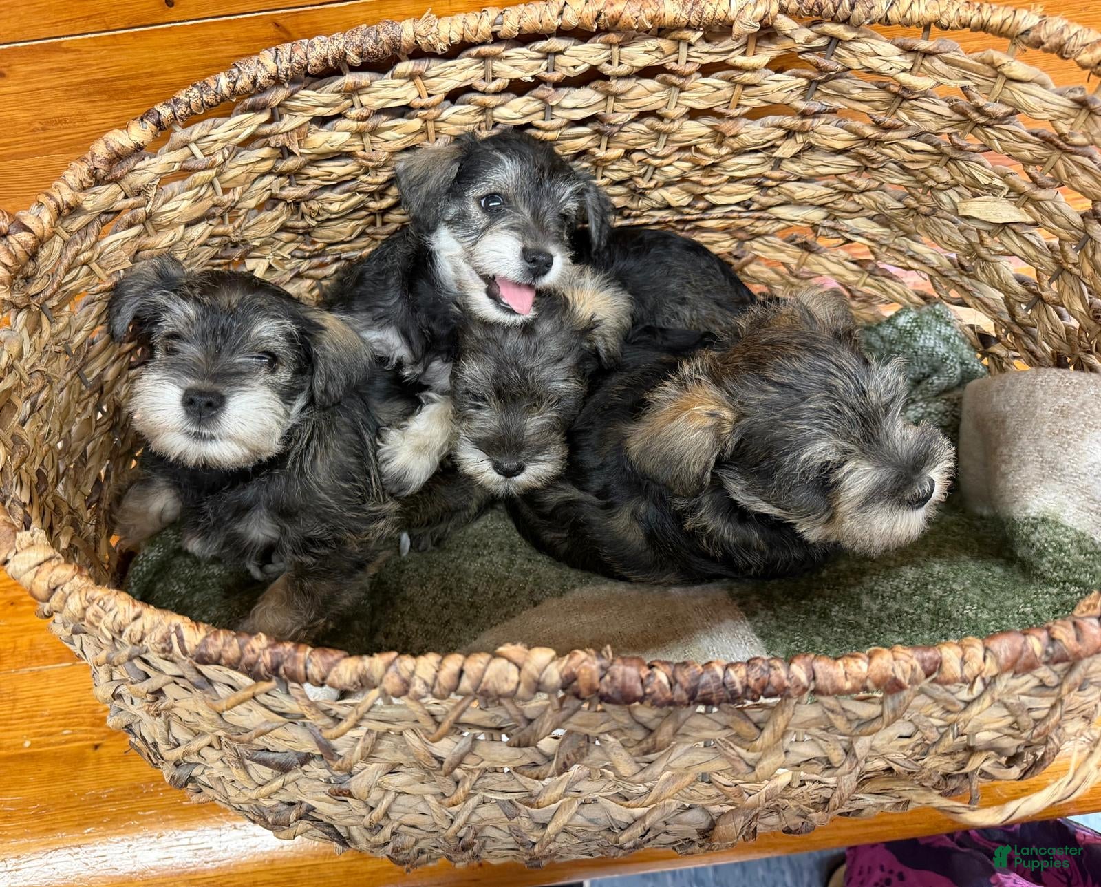 Miniature Schnauzer dogs Miniature Schnauzer 2 - Ad 37