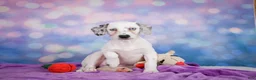 Mixed Breed dogs for sale: Lizzy - Ad 6