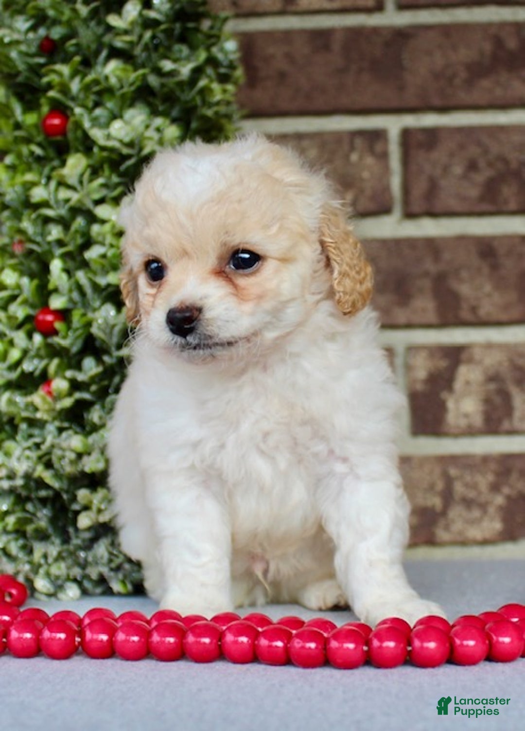 Miniature Poodle dogs for sale: Frosty - Ad 6