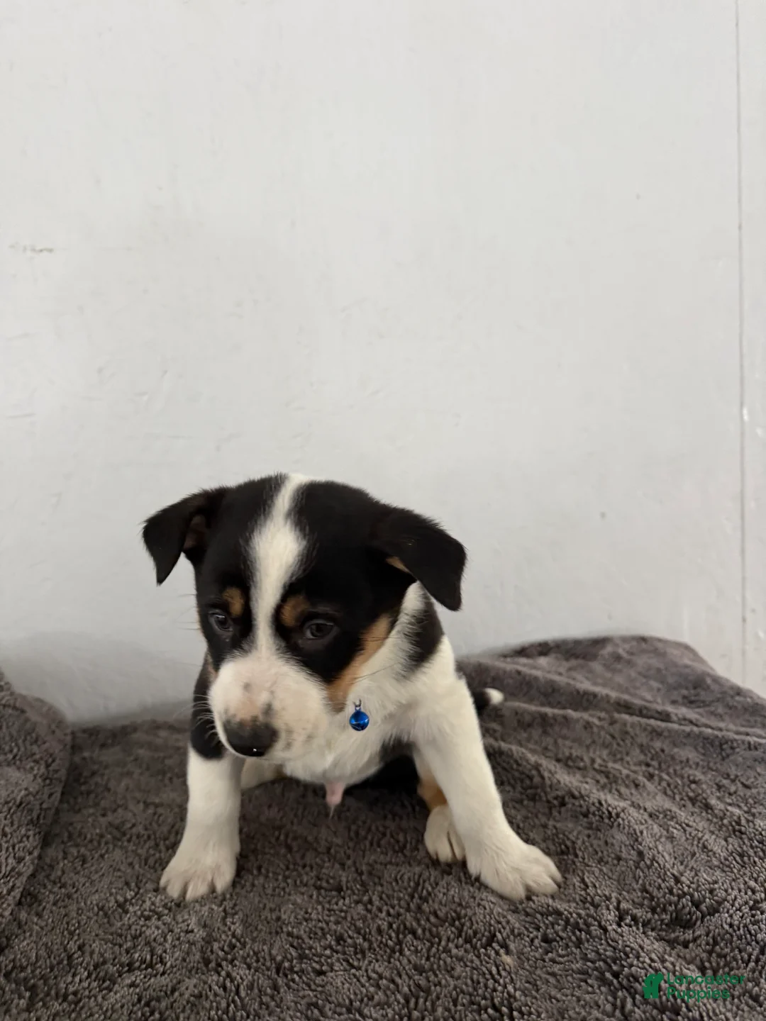 Mixed Breed dogs for sale: Buster - Ad 9