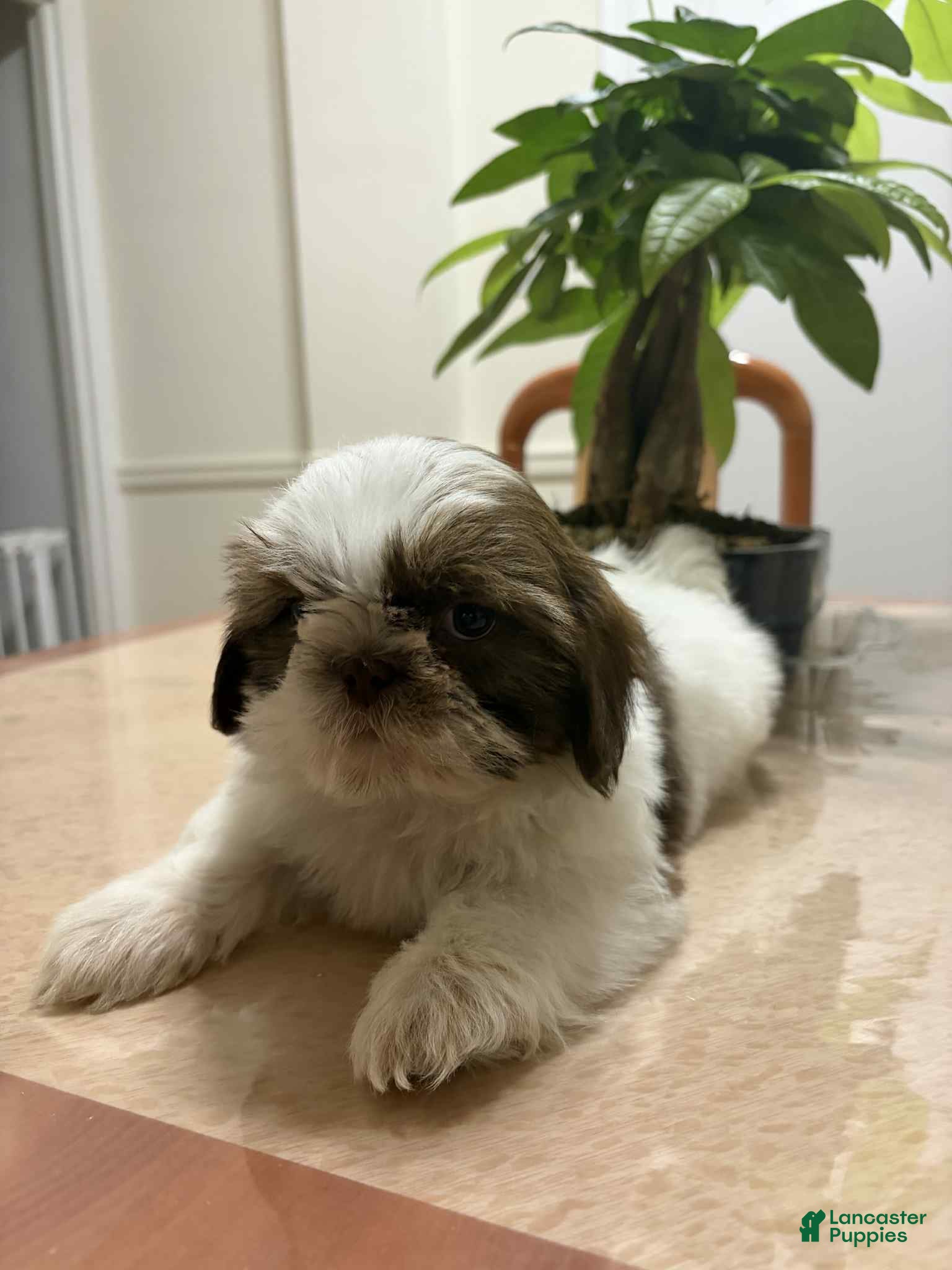 Shih Tzu dogs Ani - Ad 25