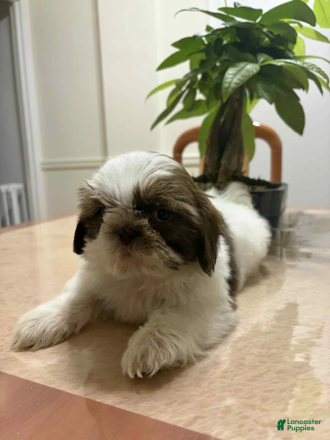 Shih Tzu dogs for sale: Ani - Ad 1