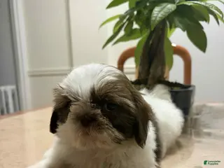 Shih Tzu dogs Ani - Ad 25