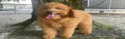Mini Goldendoodle dogs for sale: Molly Mini Goldendoodle  - Ad 5