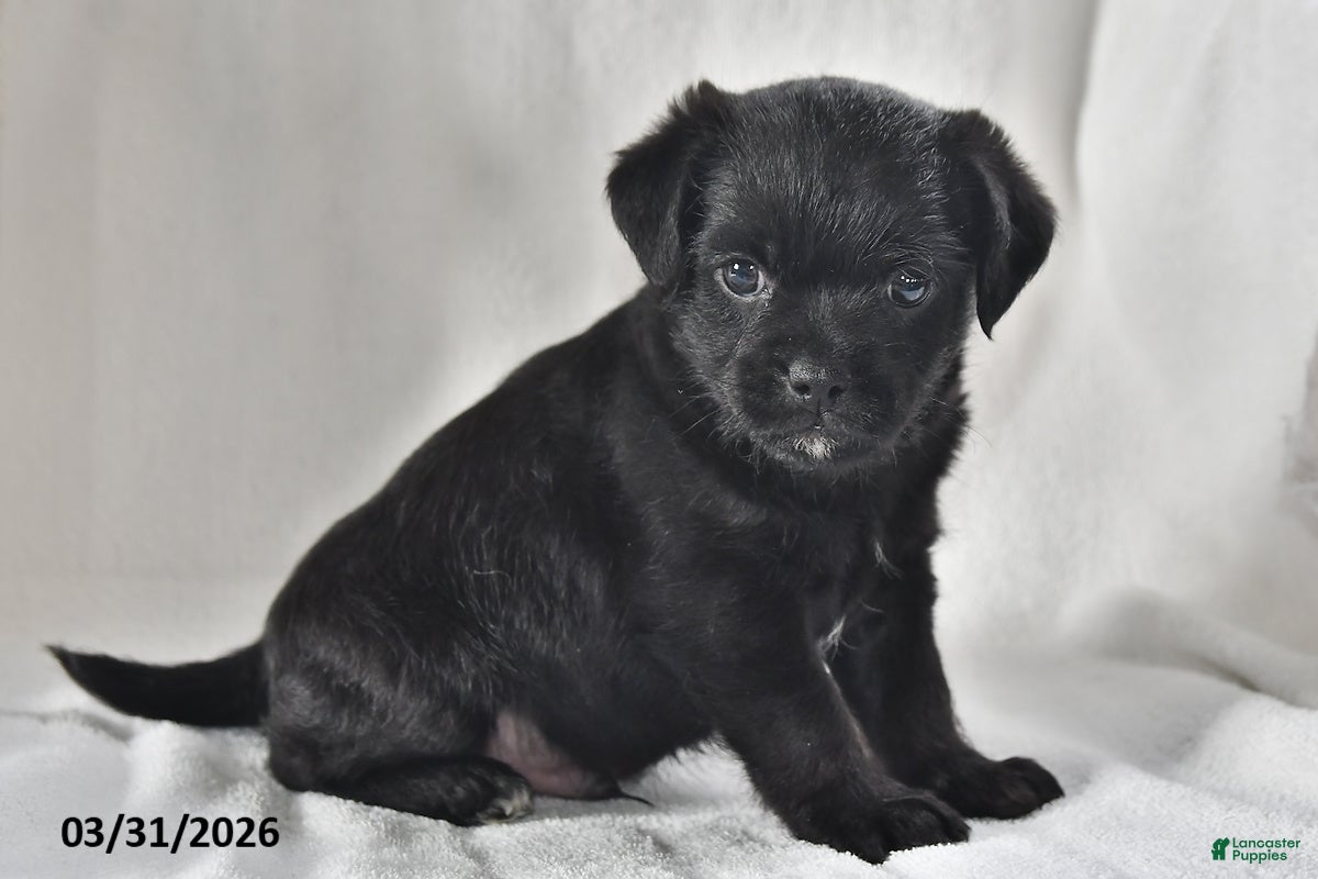 Mixed Breed dogs Jack  - Ad 1